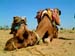 10_camel_sleeping_jaisalmer_india