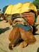 12_backside_camel_couching_jaisalmer_india