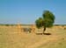 16_tree_house_ruin_jaisalmer_india
