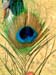 18_peacock_feather_jaisalmer_india