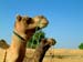 26_parallel_camel_pose_jaisalmer_india