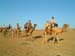 28_camel_caravan_jaisalmer_india