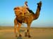 30_camel_mount_jaisalmer_india