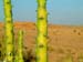 39_cactus_desert_jaisalmer_india