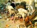 47_pigs_cows_trash_jaisalmer_india