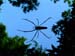 spider_sky_rishikesh_india