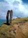 parallel_trunks_catlins_new_zealand