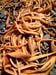 sea_weed_catlins_new_zealand