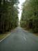 _forest_road_milford_sound_new_zealand