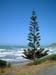 blenheim_tree_sea_new_zealand