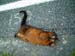 kaikoura_possum_dead_new_zealand