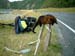 kaikoura_possum_shrine_new_zealand