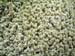 moss_close_up_tongariro_new_zealand