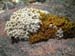 moss_tongariro_new_zealand