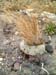 moss_tussock_tongariro_new_zealand
