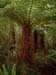 natural_forest_tongariro_new_zealand