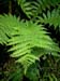 tongariro_foiliage_new_zealand