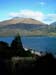 tree_new_zealand